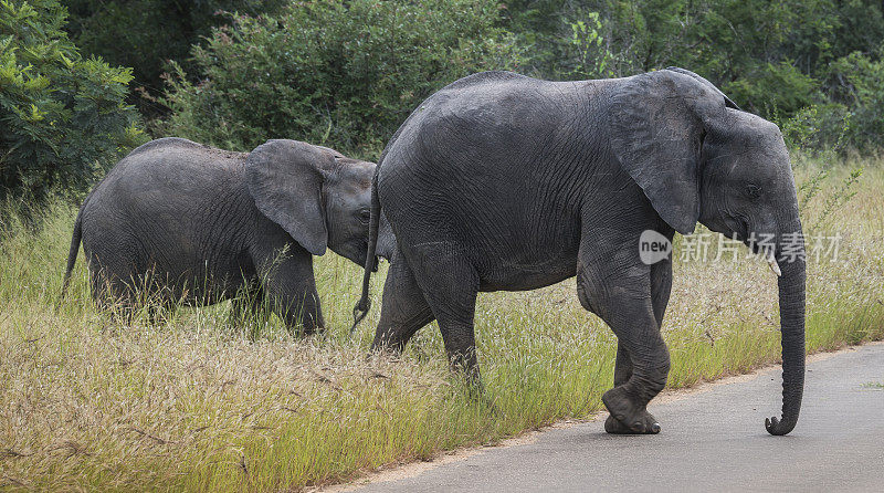 克鲁格公园里的大象和小象