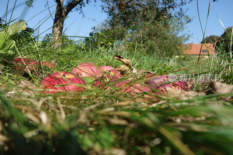 苹果园里地上的一串串红苹果