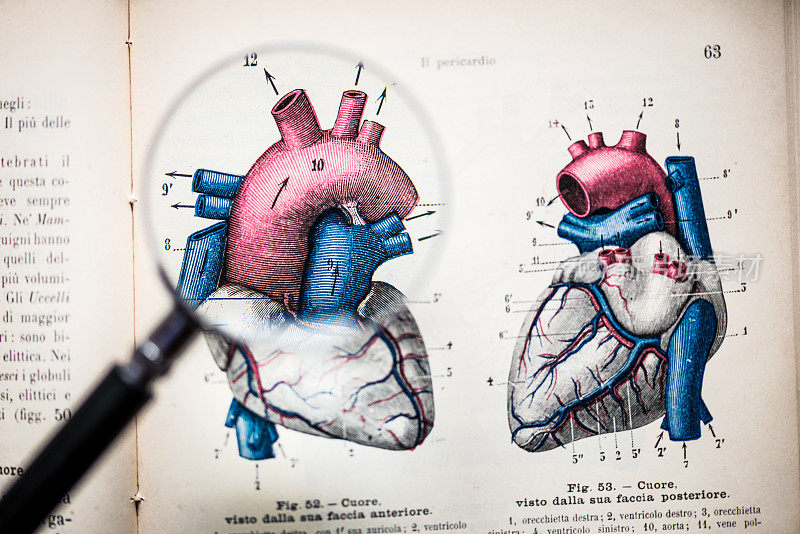 放大镜上的古董解剖书:心脏