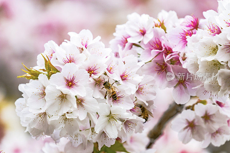 蜜蜂从樱花上采集花粉