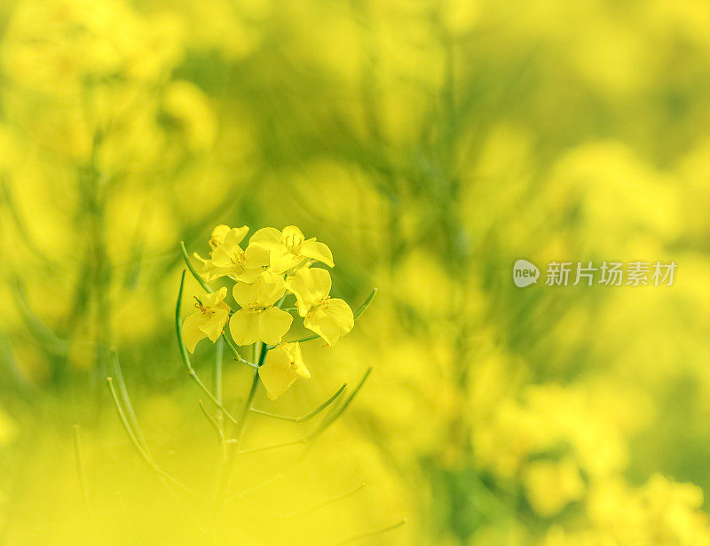 北海道的油菜田