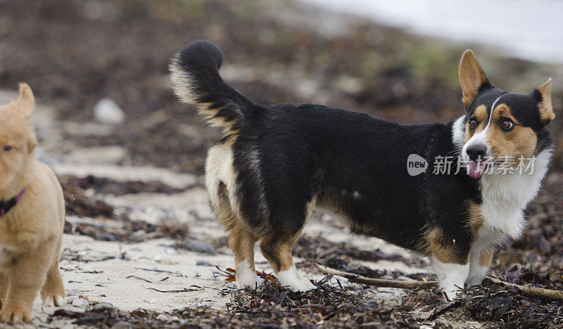 柯基犬能够到狗的舌头