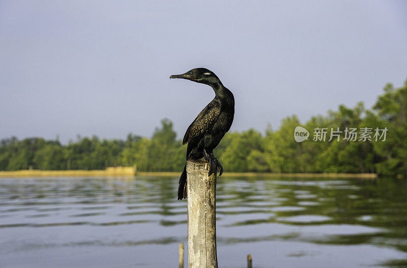 斯里兰卡的印度鸬鹚