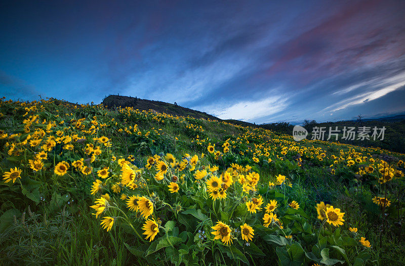 美丽的野花在日出的哥伦比亚河峡谷，俄勒冈