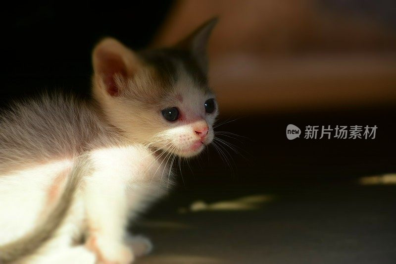 小猫