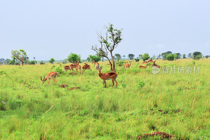 羚羊，芦苇，乌干达，非洲