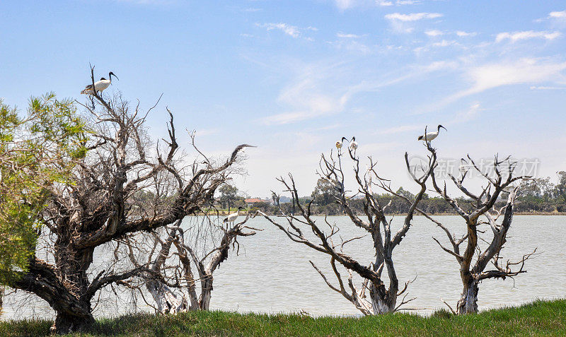 库吉湖，西澳大利亚:澳大利亚朱鹭