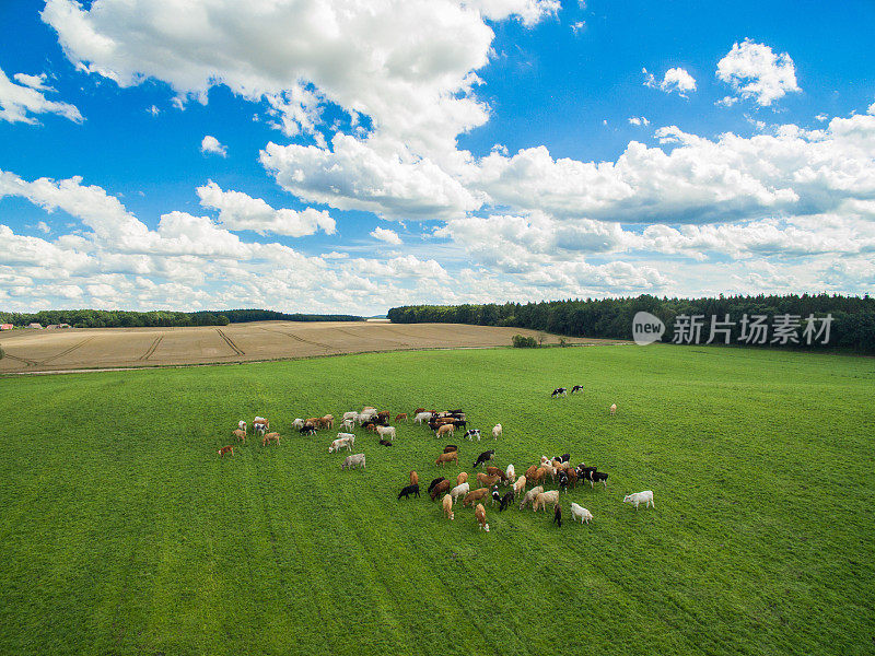 鸟瞰图牛群在一个绿色的牧场与多云的蓝天在夏天
