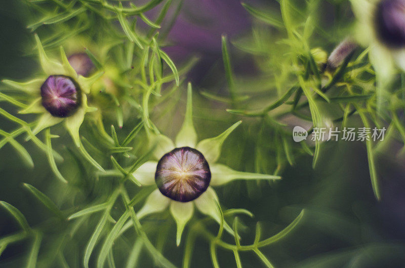 艺术的本质。宇宙花的蓓蕾准备开放