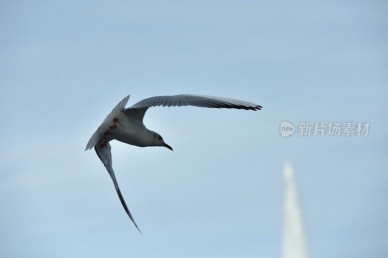 在日内瓦湖上空飞翔的海鸥