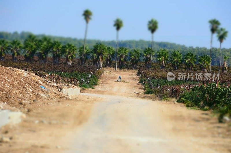 领域的葡萄树