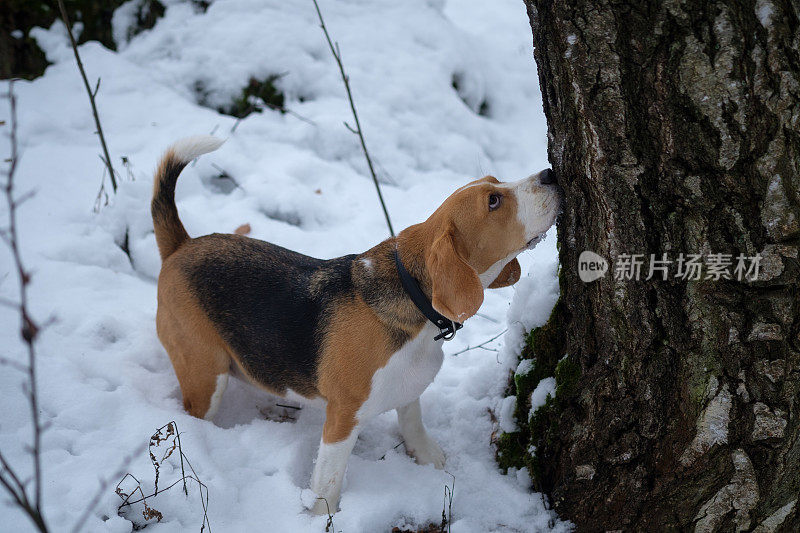 比格犬在冬天的雪地里散步