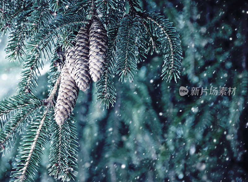 松枝上有成熟的球果，在寒冬里有大风雪