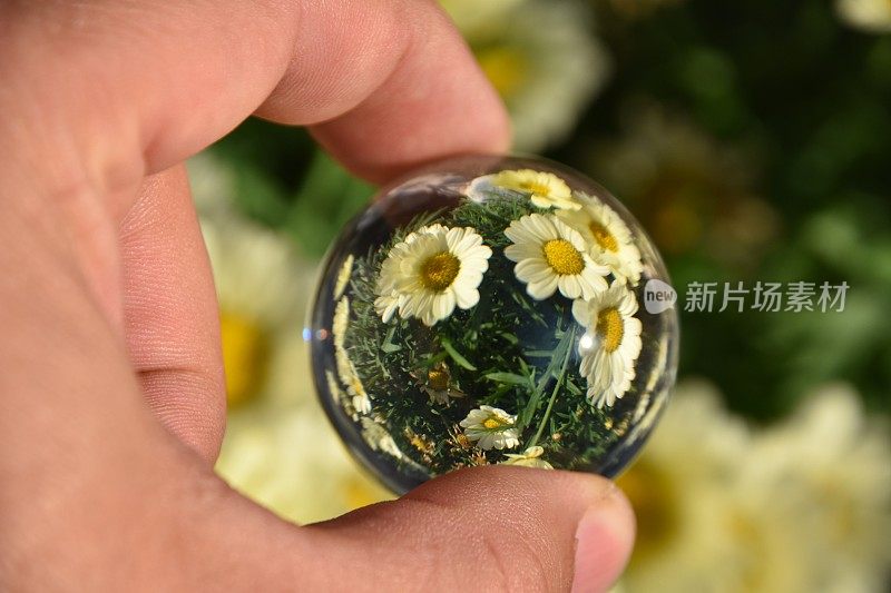 花透过水晶球