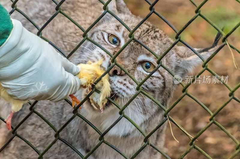 正在吃死鸡的欧亚猞猁