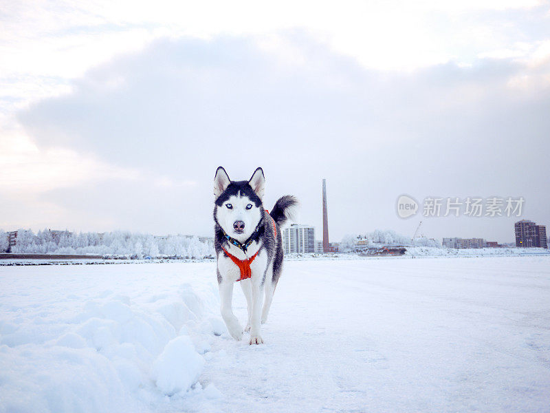 芬兰坦佩雷，哈士奇雪橇狗在冰湖上行走