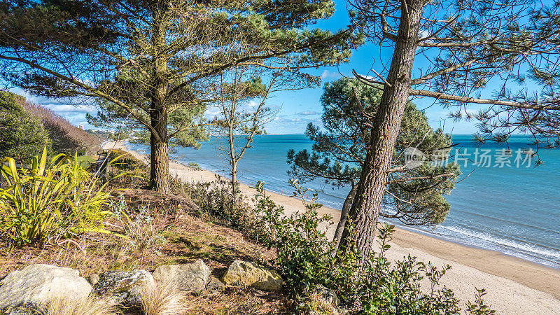 伯恩茅斯海滩，前景是松树