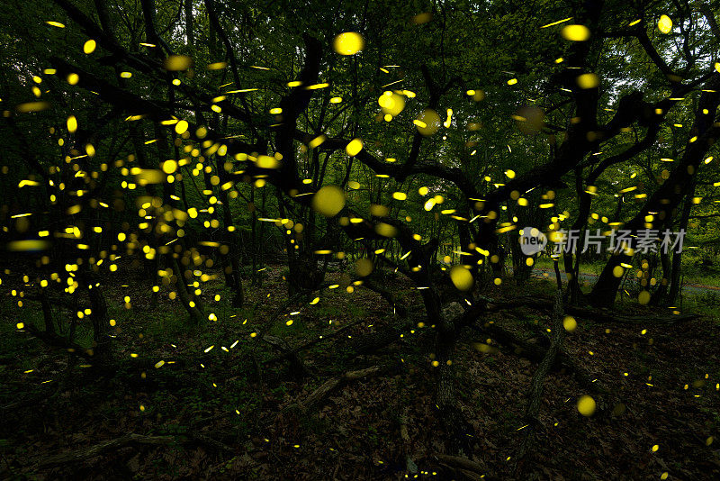 夏天，仙女森林里有许多萤火虫。