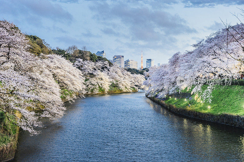 东京樱花盛开