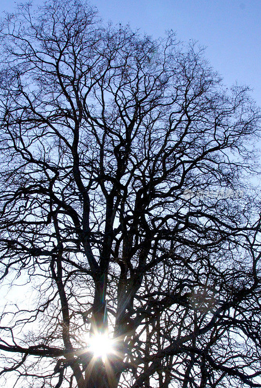 午后的阳光透过一棵大的光秃秃的树