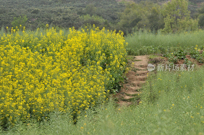 油菜花领域