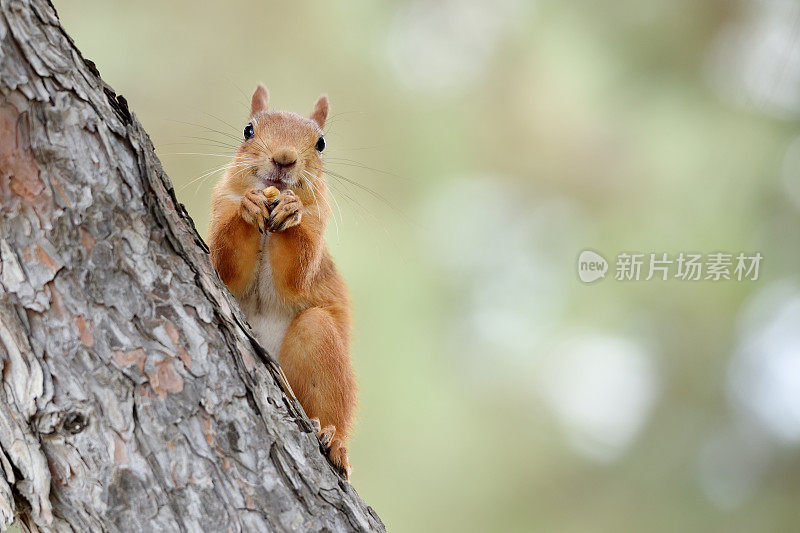 一只非常可爱的红发松鼠坐在树上。红发松鼠beautifu
