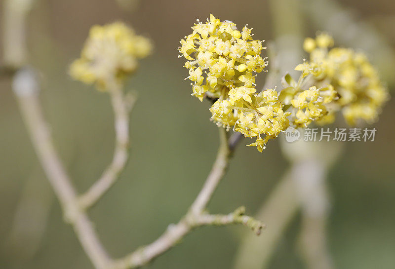 山茱萸(山茱萸)开花