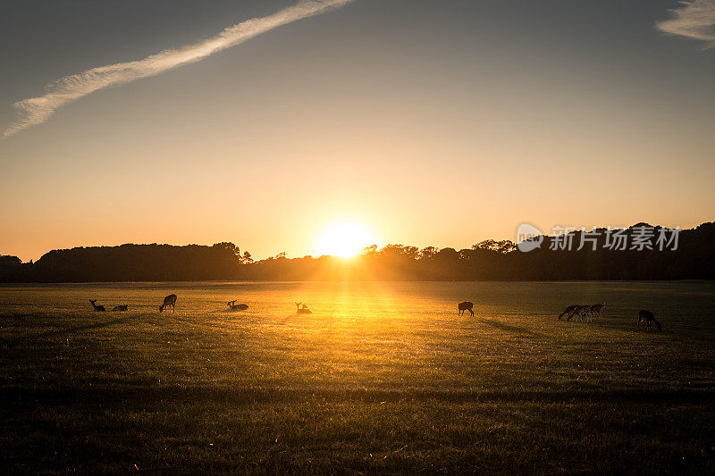 在夕阳下，爱尔兰都柏林凤凰公园的小鹿在吃草