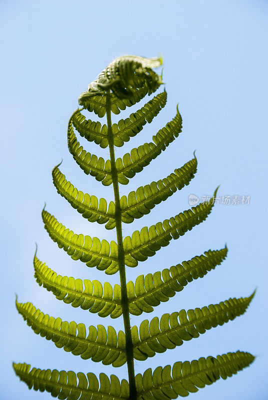危地马拉热带雨林中的热带植物叶片细节