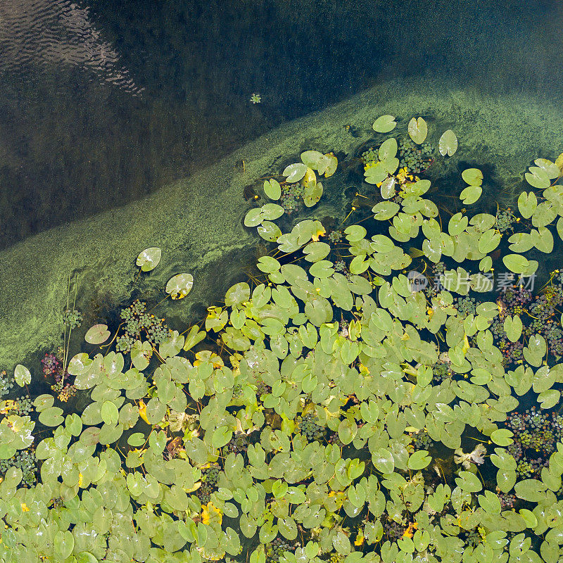 鸟瞰图池塘黄色的睡莲花，绿色的叶子，浮萍在一个夏天。无人机拍摄的照片。