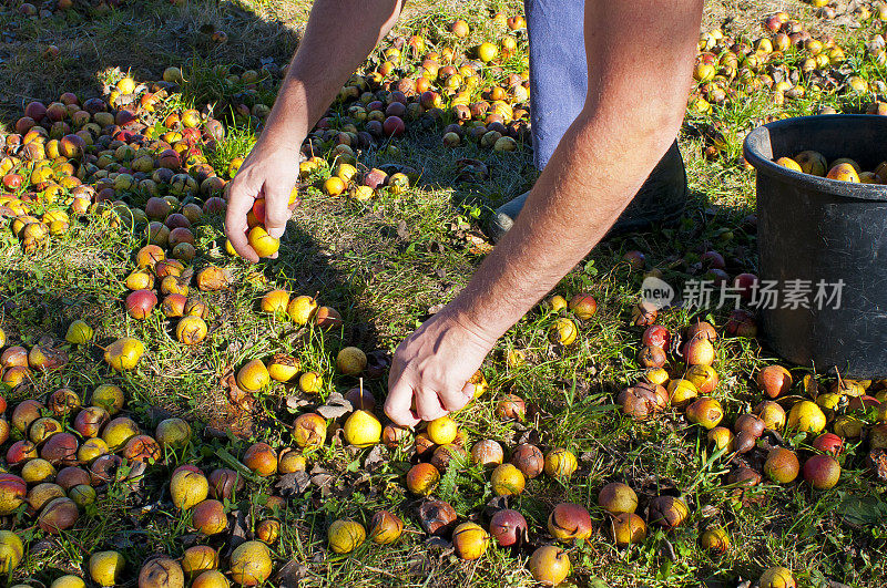 快速采集苹果用于生产苹果酒。奥地利