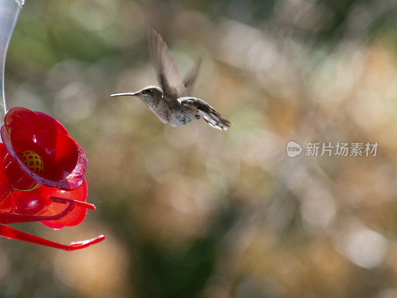 蜂鸟的飞行