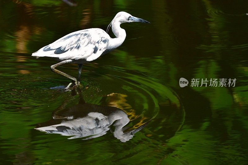 小蓝鹭少年