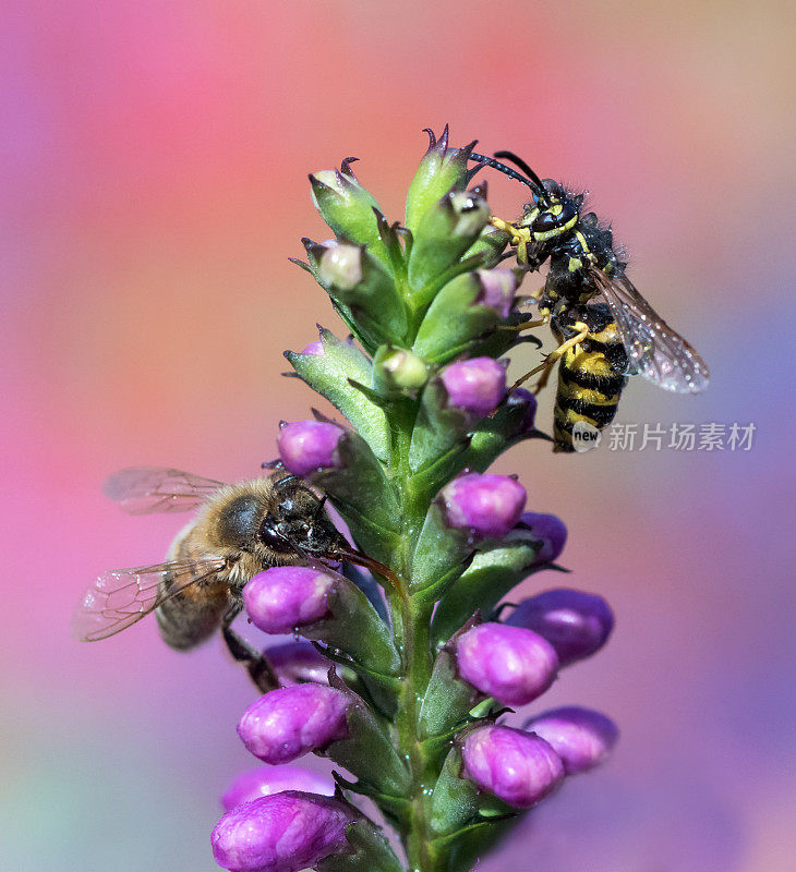 蜜蜂和黄蜂