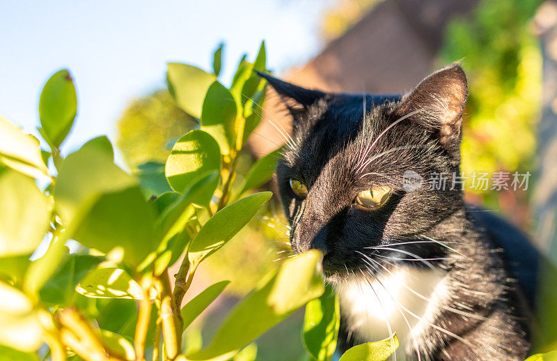 一只猫从灌木丛后面往外看