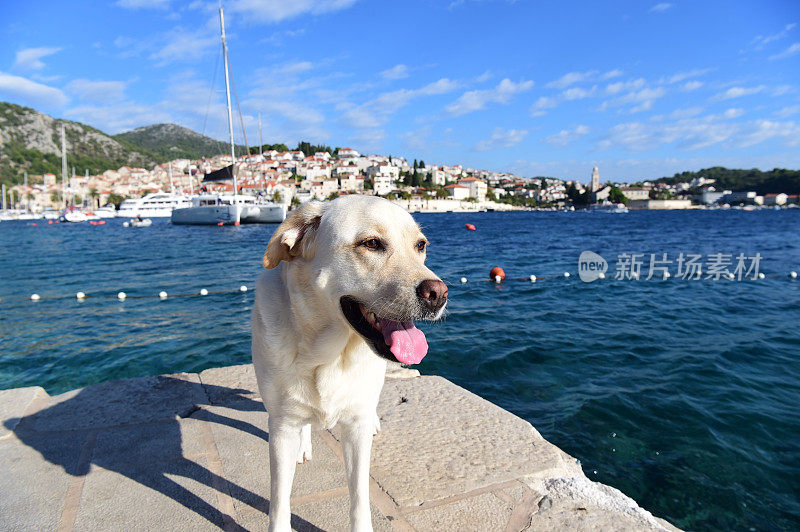 克罗地亚的拉布拉多寻回犬