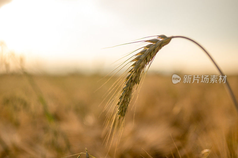 小麦特写镜头。太阳下的麦田。小麦成熟穗的背景。