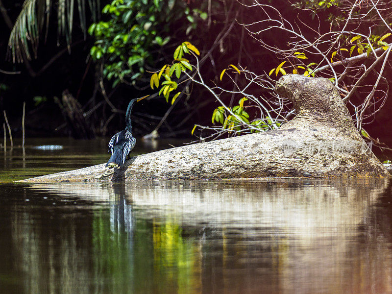 美洲蛇鸟在河