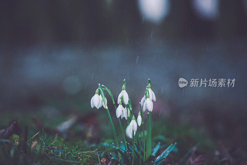 雪莲花上的春雨