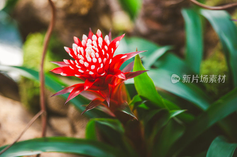 红花植物特写