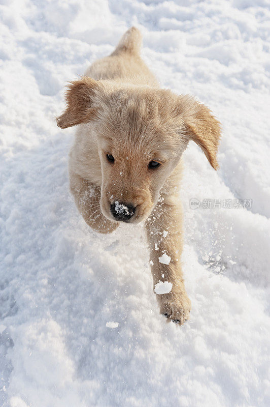 一只在雪地里奔跑的小金毛猎犬——9周大