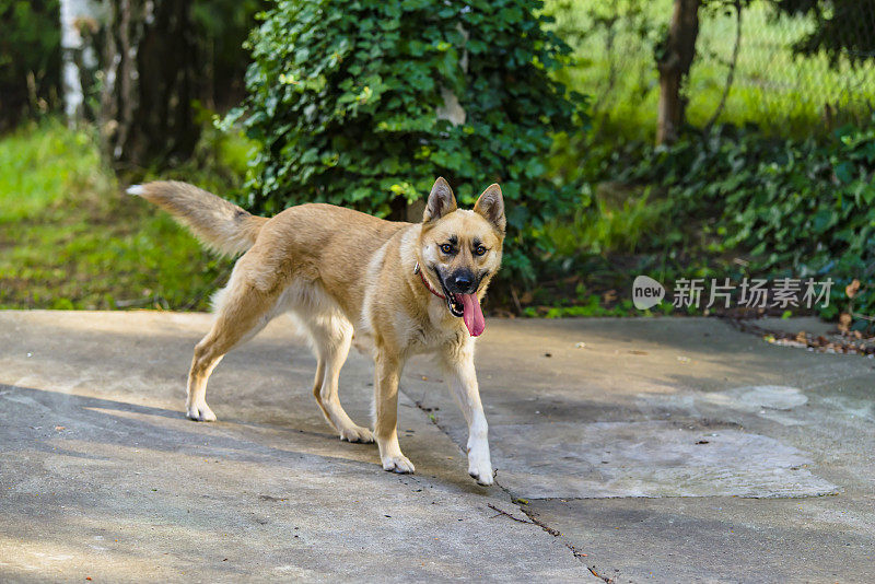 美丽的比利时玛利诺犬在自家院子里散步。