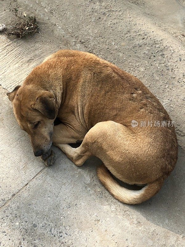 可怜的流浪狗蜷缩在印度街头，无家可归的杂种狗在睡觉