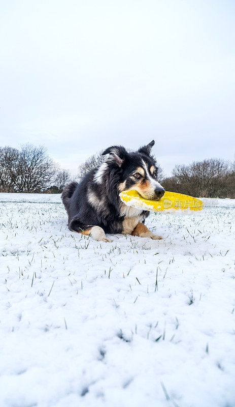 雪中的博德牧羊犬