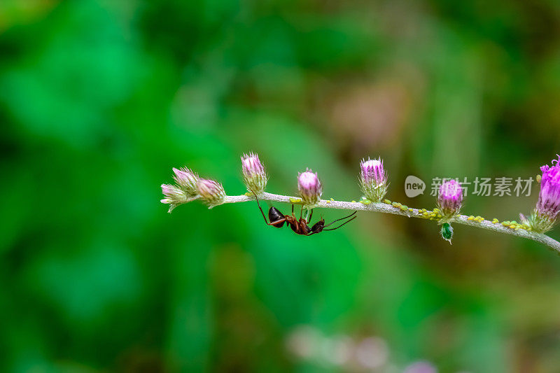 蚂蚁在给一朵小花授粉