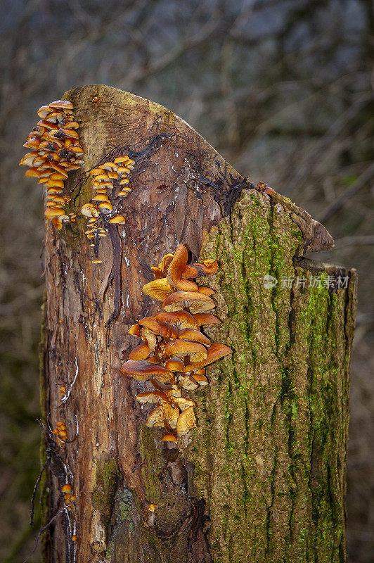 在树桩上生长的蜂蜜真菌。