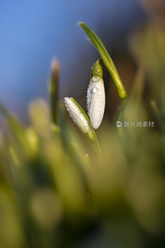 雪花莲