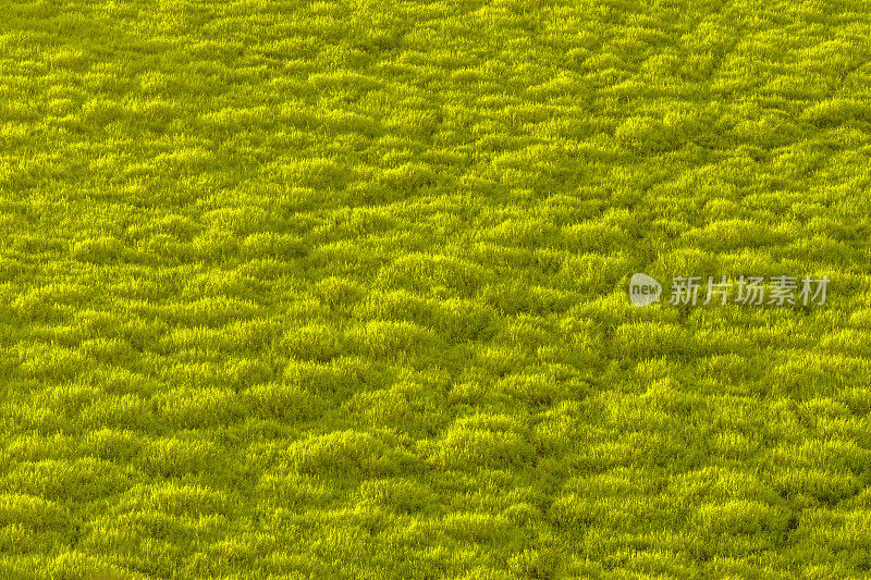 夏威夷考艾岛