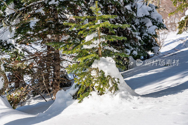 宏伟的冬季山区自然景观:一棵小圣诞树下的雪原上，在一个冬天森林的背景。拉各斯纳基，主要的高加索山脉，俄罗斯