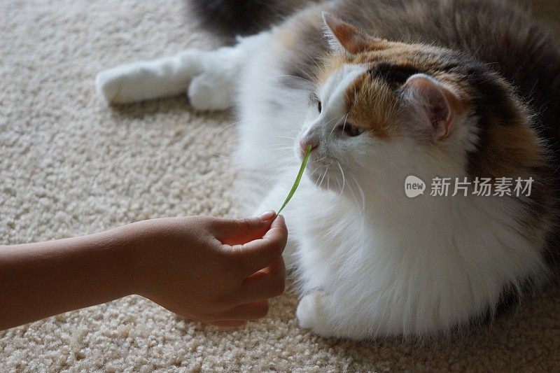 猫嗅草